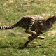 Image for article titled The Mathematical Formula for Designer Babies with Tiger Stripes or Leopard Spots